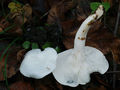 Hygrophorus cossus